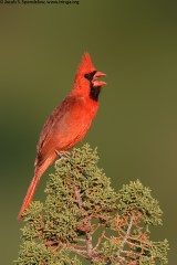 Northern Cardinal