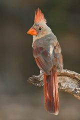 Northern Cardinal