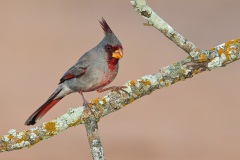 Pyrrhuloxia