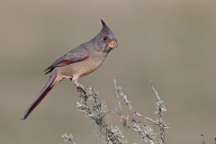 Pyrrhuloxia