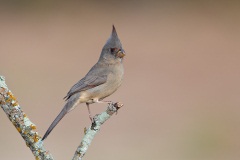 Pyrrhuloxia