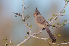 Pyrrhuloxia