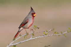 Pyrrhuloxia