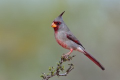 Pyrrhuloxia