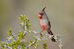 Pyrrhuloxia