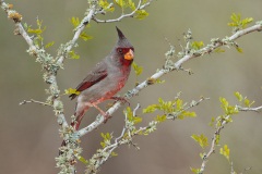 Pyrrhuloxia