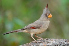 Pyrrhuloxia