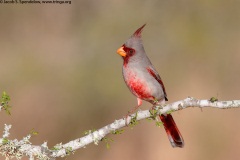 Pyrrhuloxia