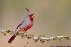 Pyrrhuloxia