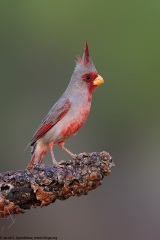 Pyrrhuloxia