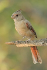 Pyrrhuloxia