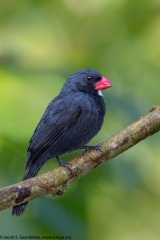 Slate-colored Grosbeak