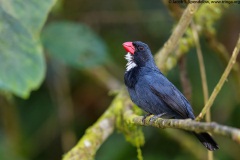 Slate-colored Grosbeak