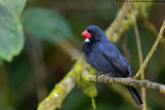 Slate-colored Grosbeak