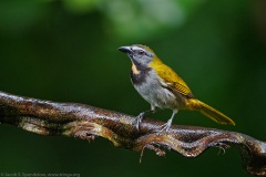 Buff-throated Saltator