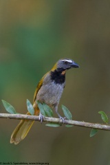 Buff-throated Saltator