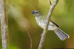 Streaked Saltator