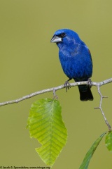 Blue Grosbeak