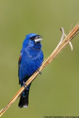 Blue Grosbeak