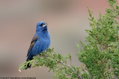 Blue Grosbeak