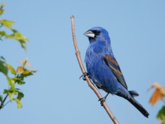 Blue Grosbeak