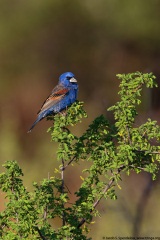 Blue Grosbeak