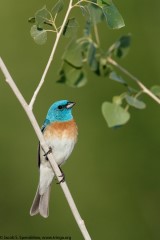 Lazuli Bunting