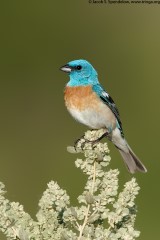 Lazuli Bunting