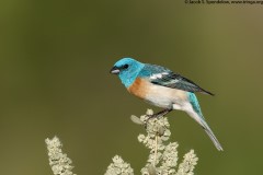 Lazuli Bunting