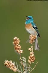 Lazuli Bunting