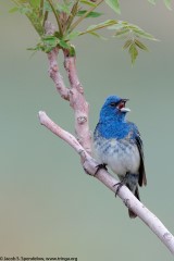 Lazuli X Indigo Bunting