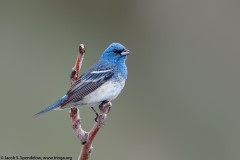 Lazuli X Indigo Bunting