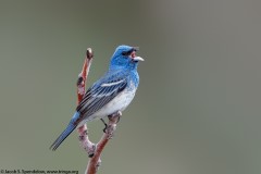 Lazuli X Indigo Bunting