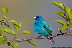 Indigo Bunting