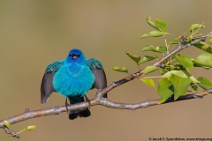 Indigo Bunting