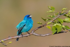 Indigo Bunting