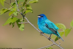 Indigo Bunting