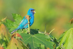 Indigo Bunting