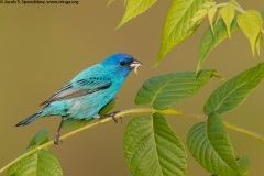 Indigo Bunting