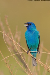 Indigo Bunting