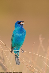 Indigo Bunting