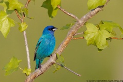 Indigo Bunting