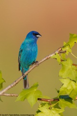 Indigo Bunting