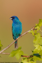 Indigo Bunting