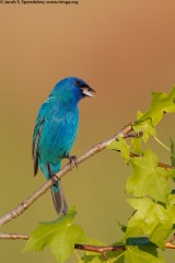 Indigo Bunting