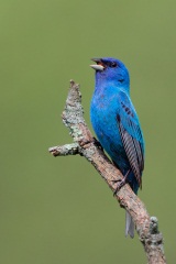 Indigo Bunting