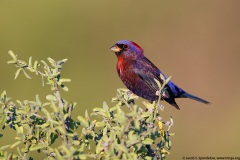 Varied Bunting