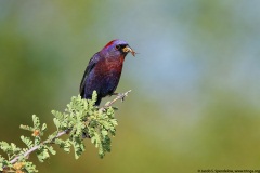 Varied Bunting