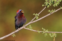 Varied Bunting