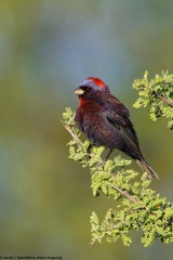 Varied Bunting